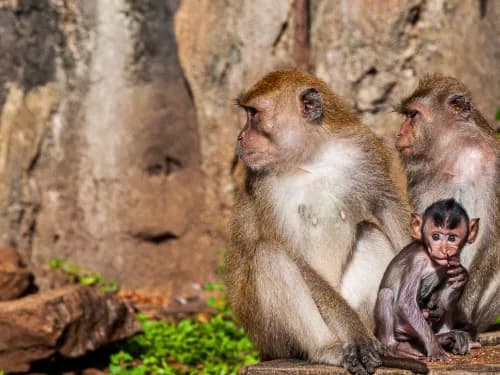 Sacred Monkey Forest